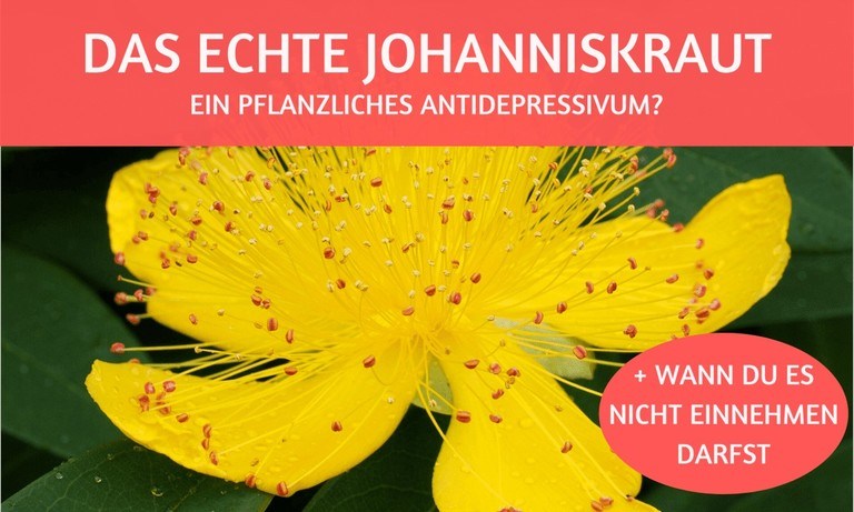 Johanniskraut: so wirkt das pflanzliche Antidepressivum