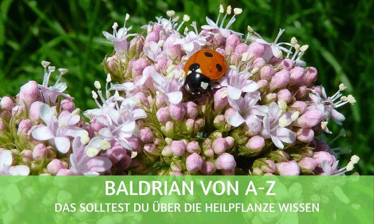 Baldrian von A-Z: das solltest Du über den Baldrian wissen