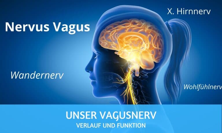 Vagusnerv Verlauf und Funktion