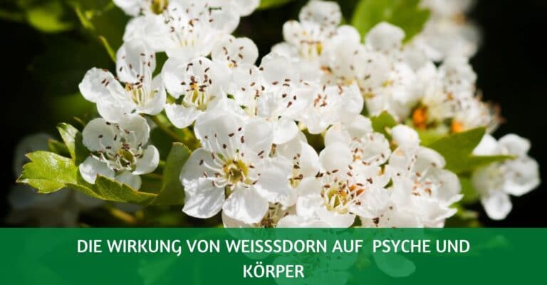 Weißdorn – Wirkung auf Psyche und Körper: 9 Vorteile