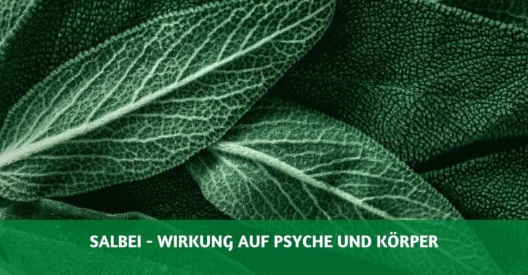 Salbei Wirkung Psyche und Koerper