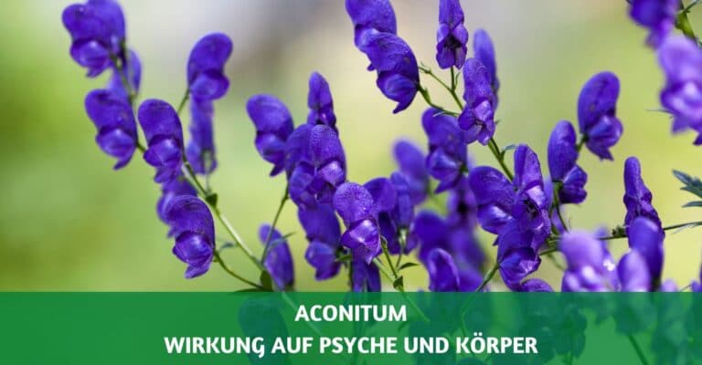 Aconitum Wirkung Psyche und Koerper