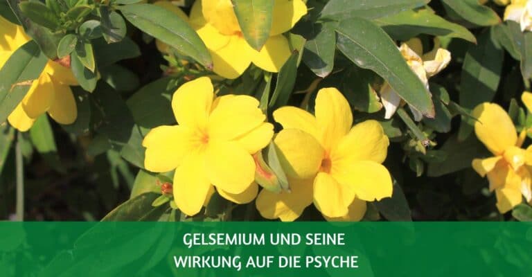 gelsemium wirkung psyche