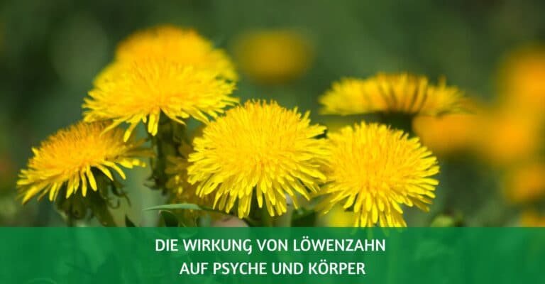 loewenzahn wirkung psyche