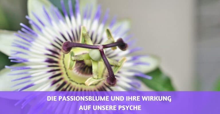 passionsblume wirkung psyche