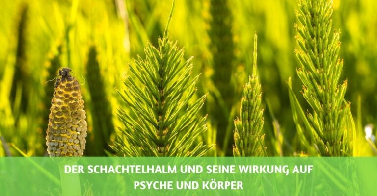 schachtelhalm kraut wirkung psyche