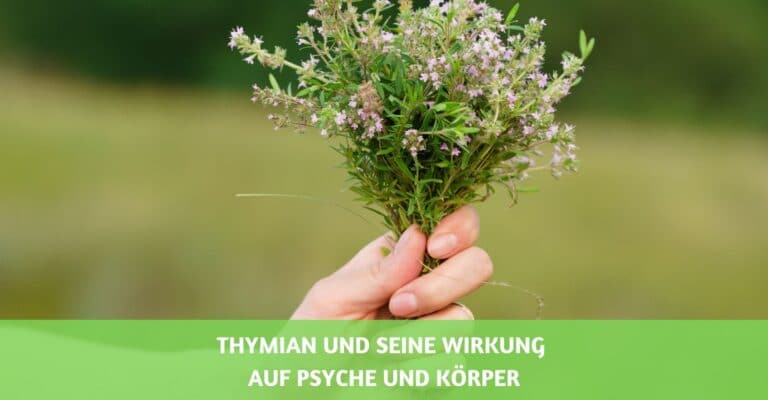 thymian wirkung psyche