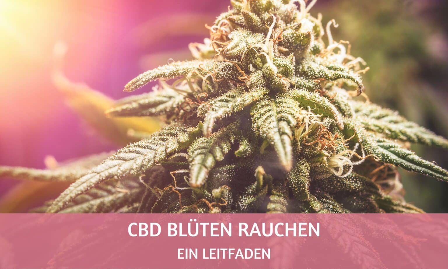 CBD Blüten Rauchen - Ein Leitfaden