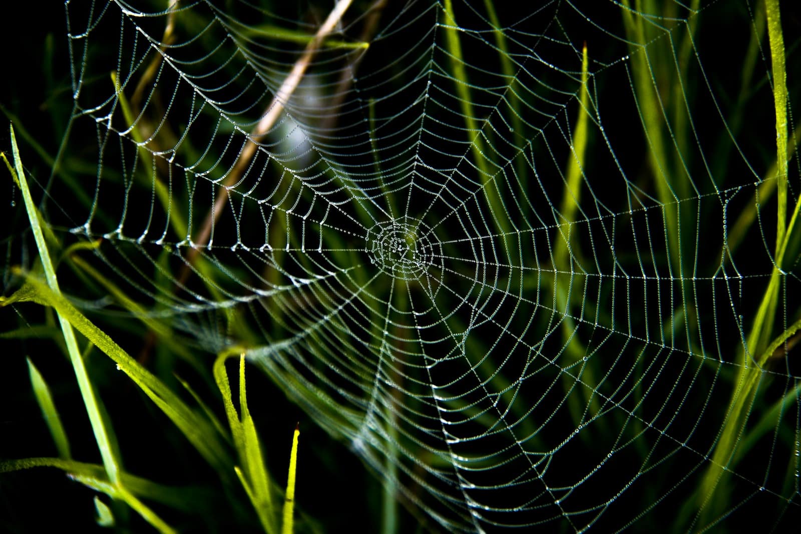 spider web in close up photography