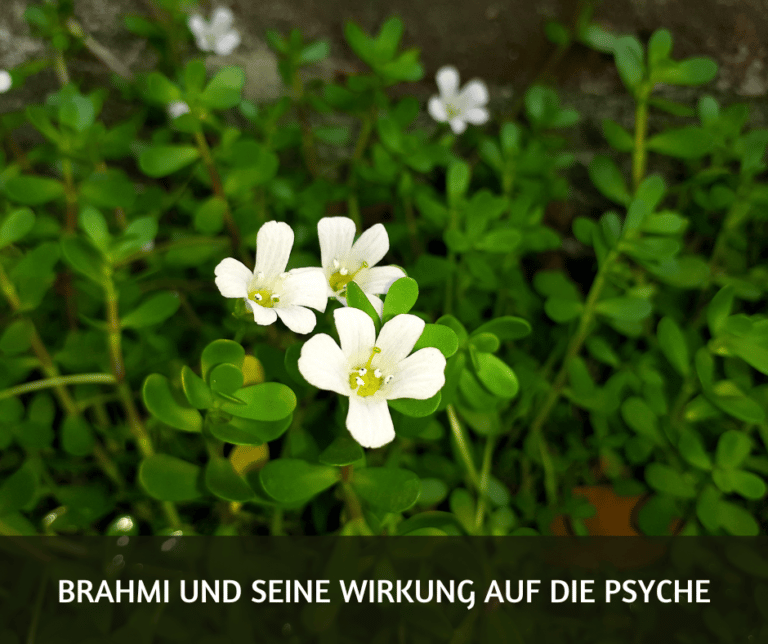 Brahmi Wirkung Psyche