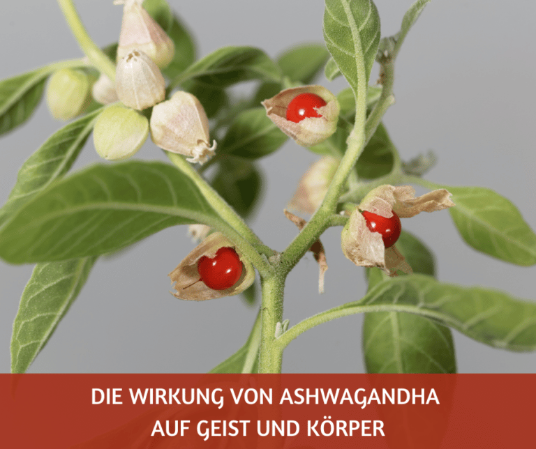 Die Wirkung von Ashwagandha auf Geist und Koerper