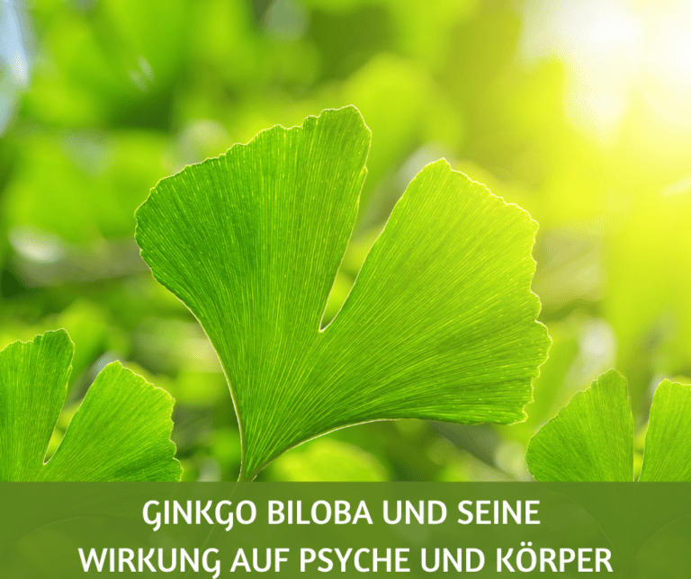 Ginkgo biloba