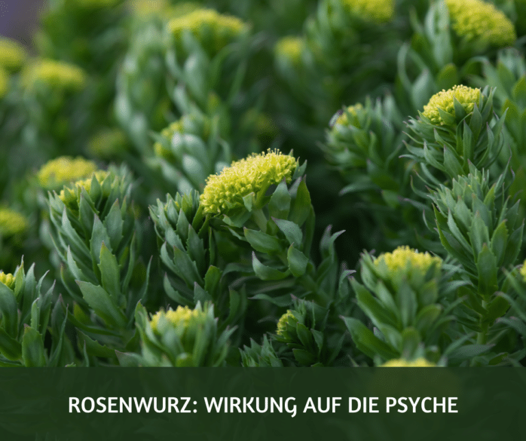 Rosenwurz Wirkung auf die Psyche