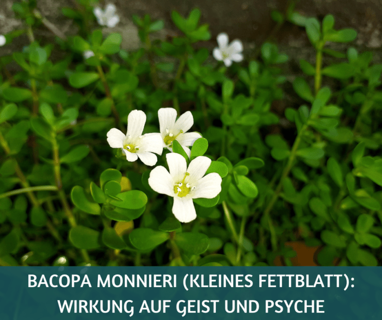 Bacopa monnieri Wirkung Psyche