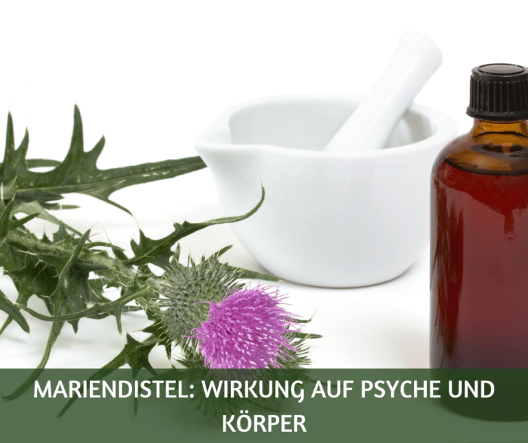 Mariendistel Wirkung auf Psyche und Körper