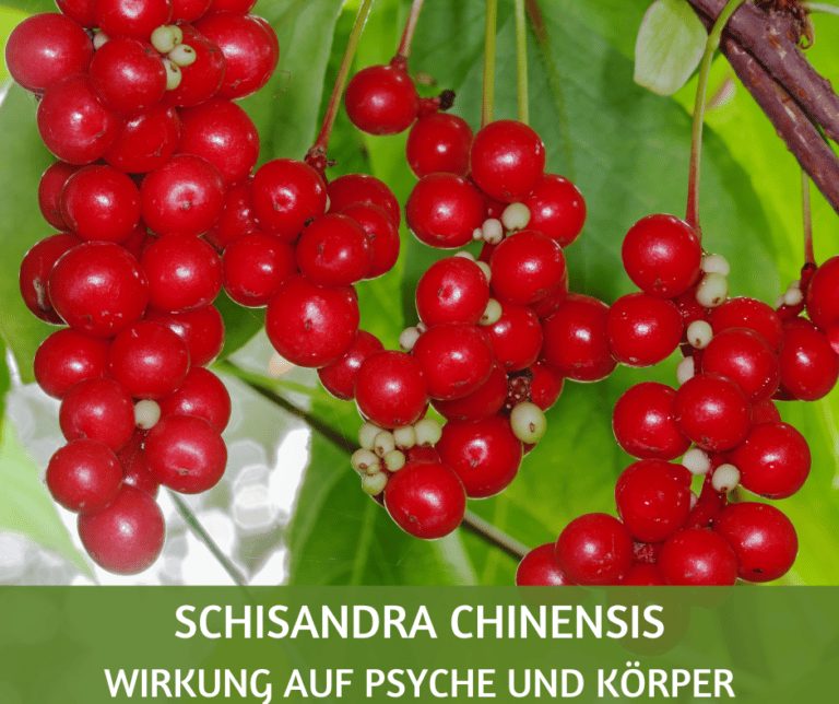 Schisandra chinensis Wirkung Psyche