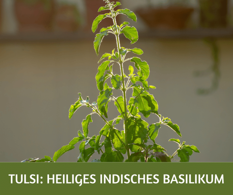 Tulsi Heiliges Indisches Basilikum