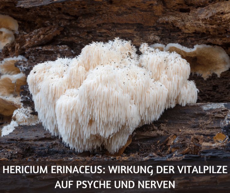 Hericium erinaceus Wirkung der Vitalpilze auf Psyche und Nerven