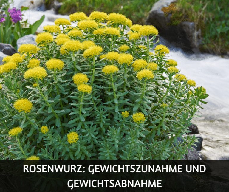 Rosenwurz Gewichtszunahme und Gewichtsabnahme