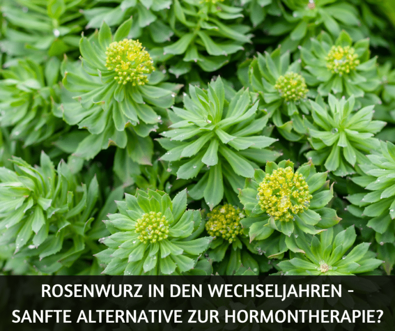 Rosenwurz in den Wechseljahren - sanfte Alternative zur Hormontherapie