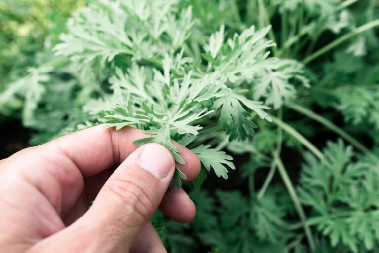 Gardener examining common wormwood plants in garden