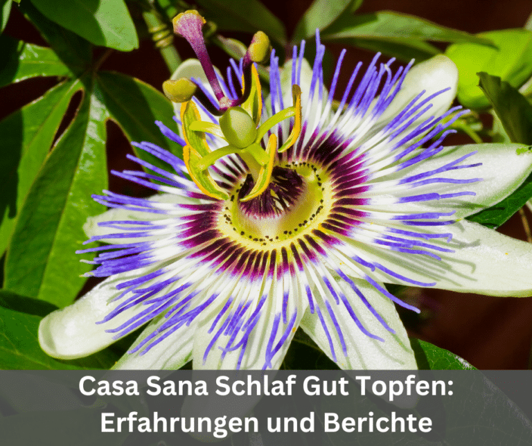 Casa Sana Schlaf Gut Topfen Erfahrungen und Berichte