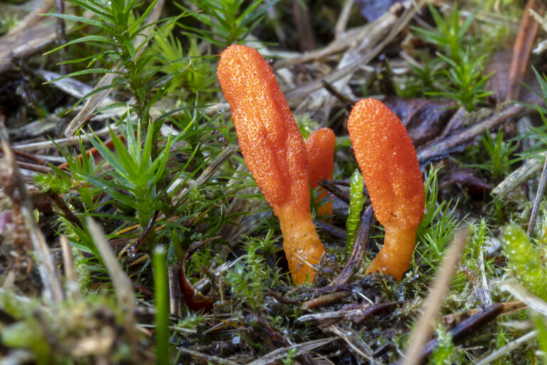 colorful wild Cordyceps militaris mushroom close-up view