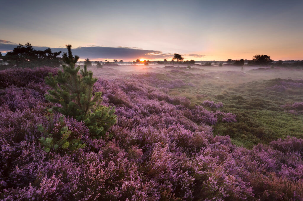 sunrise over flowering pink heather