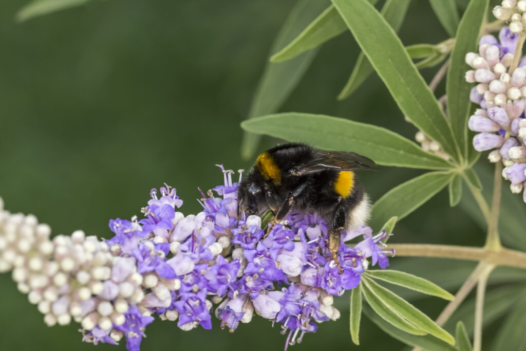 moenchspfeffer wirkung auf psyche stimmung und wohlbefinden 1024x683 Bombus terrestris, Buff-tailed bumblebee, Large earth bumblebee on Vitex agnus-castus, Chaste tree, Chasteberry, Abraham's Balm, Monk's pepper